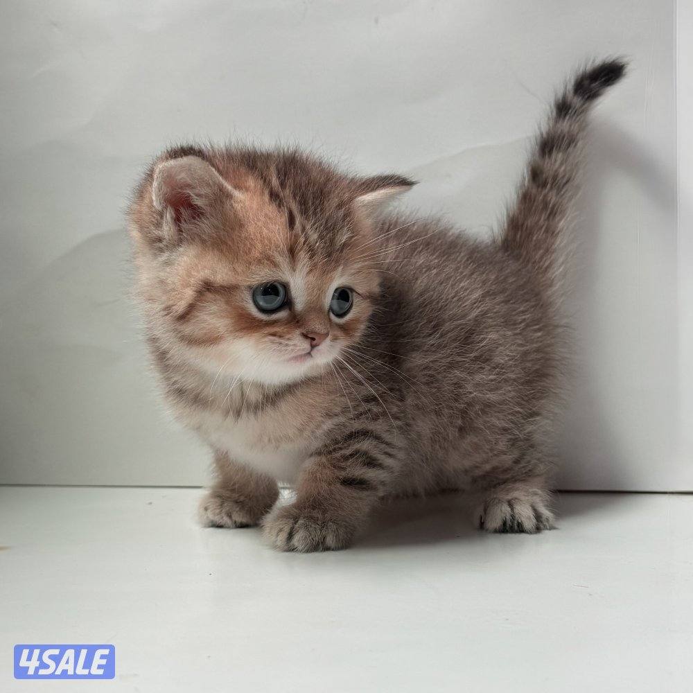 كتنز سكوتش 🐈⬛💙4