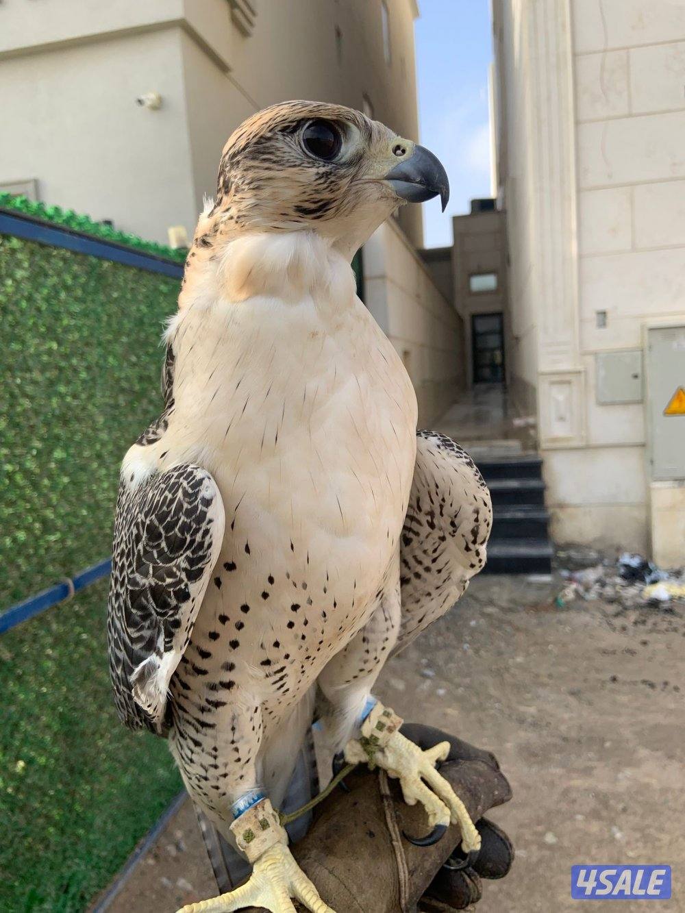 جير شاهين فارط وقوي0