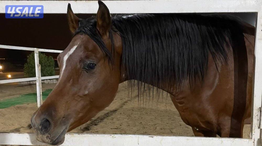 فحل مكس 22 حفيد حديدي الشقب1