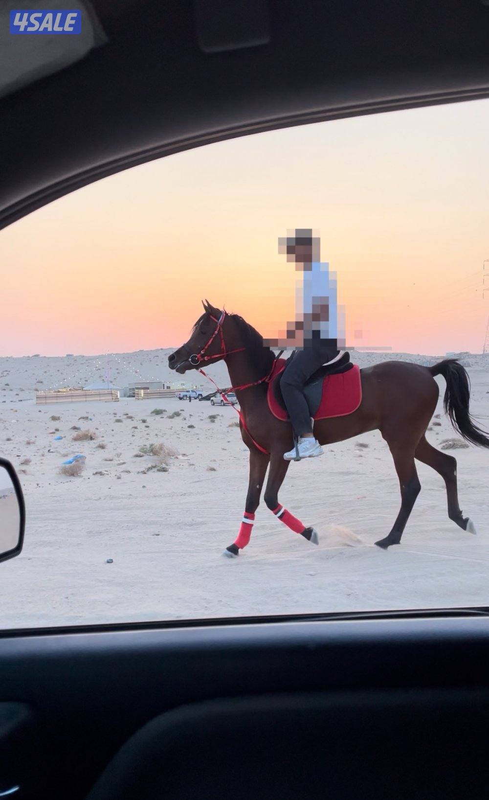 فحل مكس 22 حفيد حديدي الشقب0