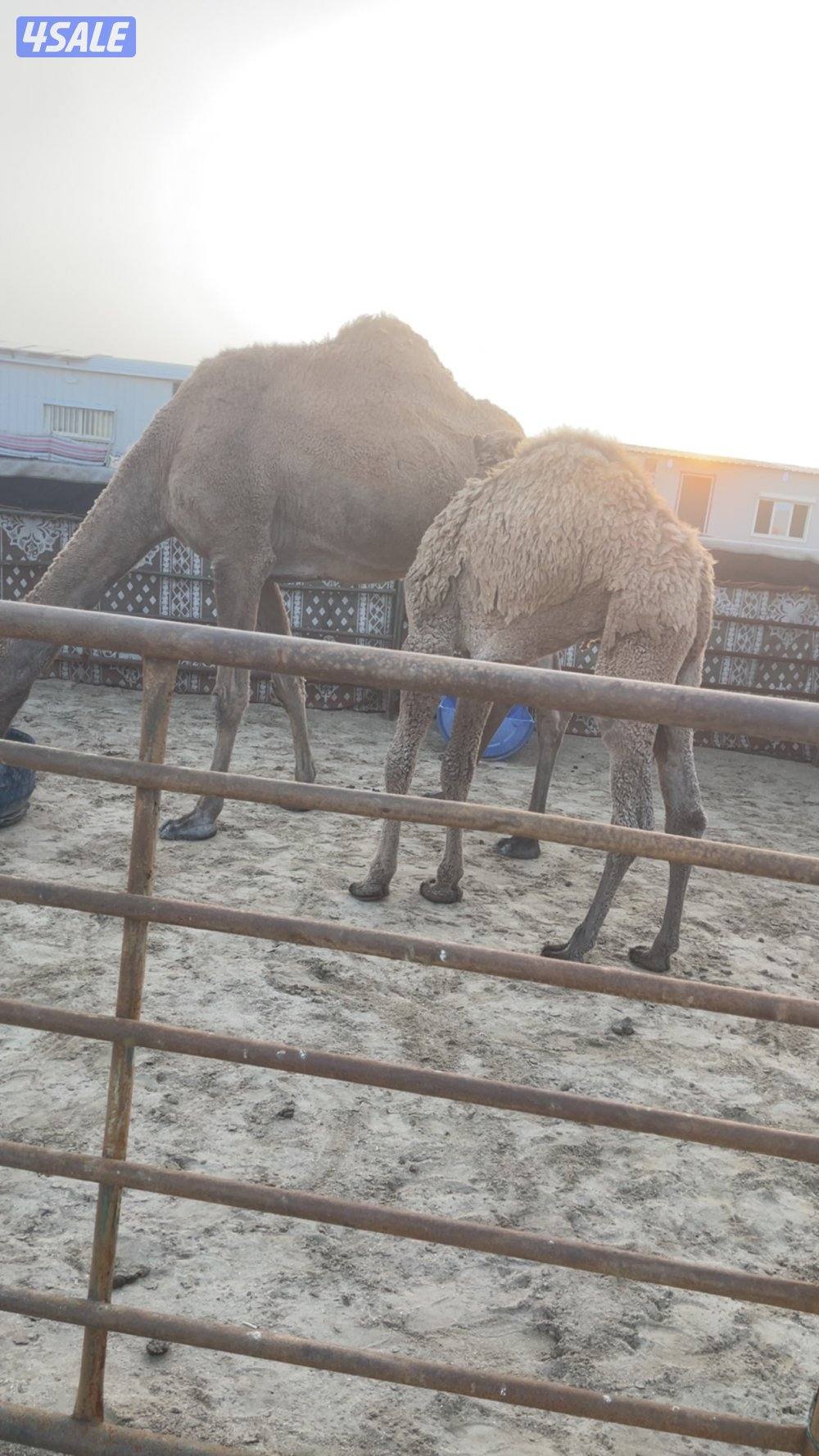 قعود ذبح قصب1