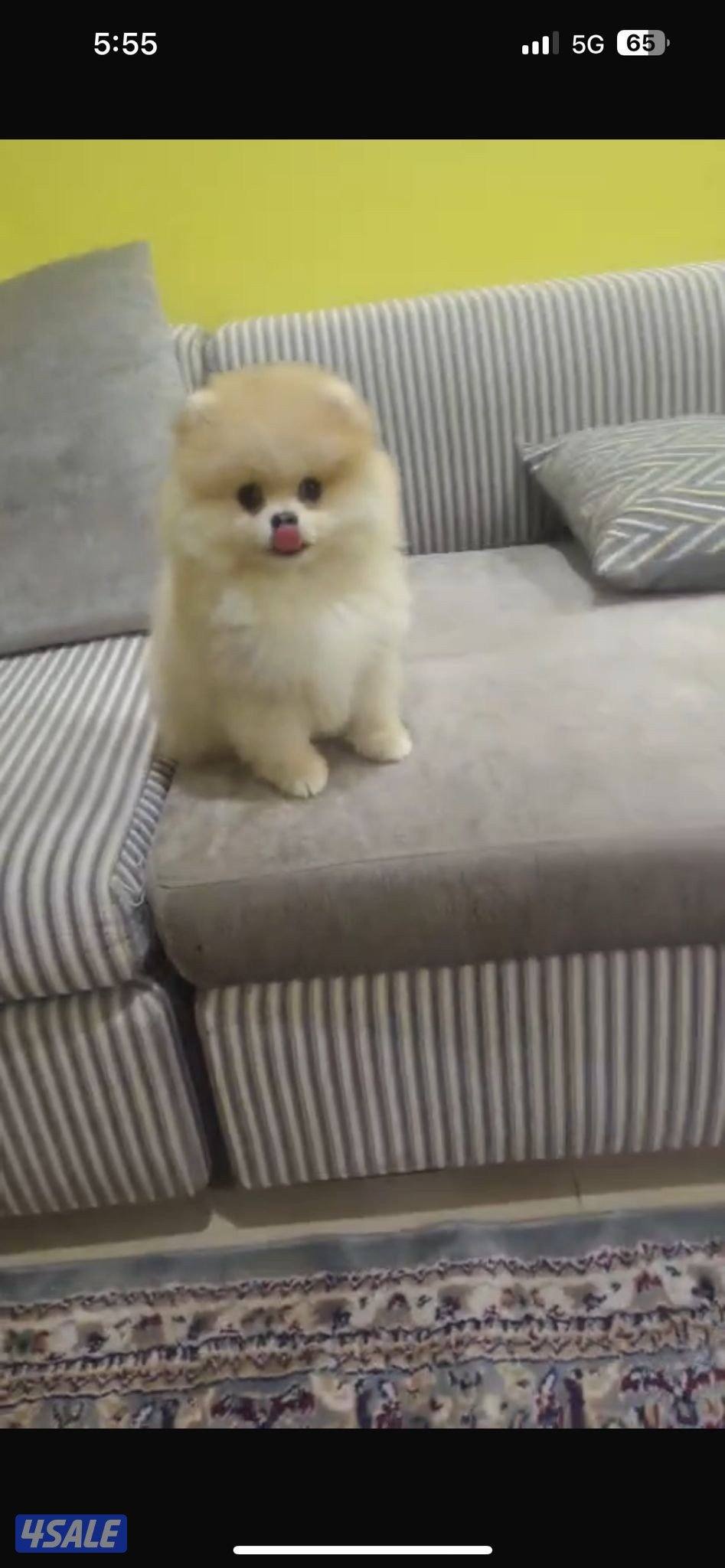 Pomeranian Teddy Bear Face0