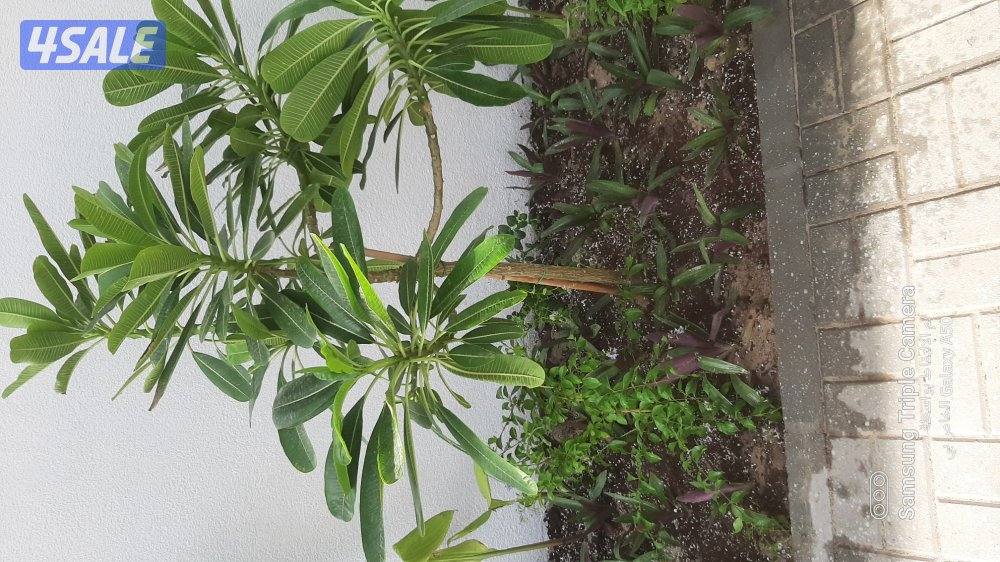 تنسيق حدائق ابو احمد2