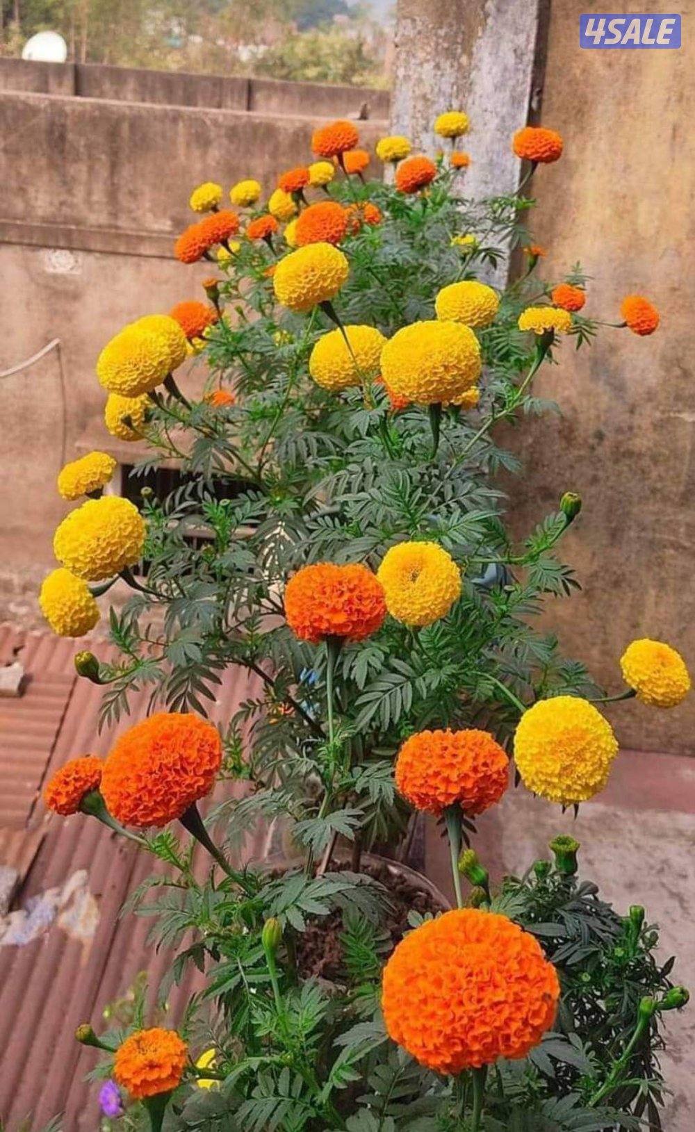 تنسيق الحدايق ابوعلي2