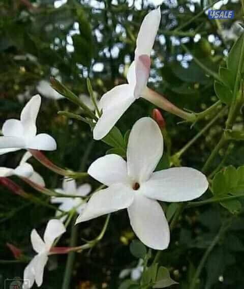 تنسيق الحدايق ابوعلي5