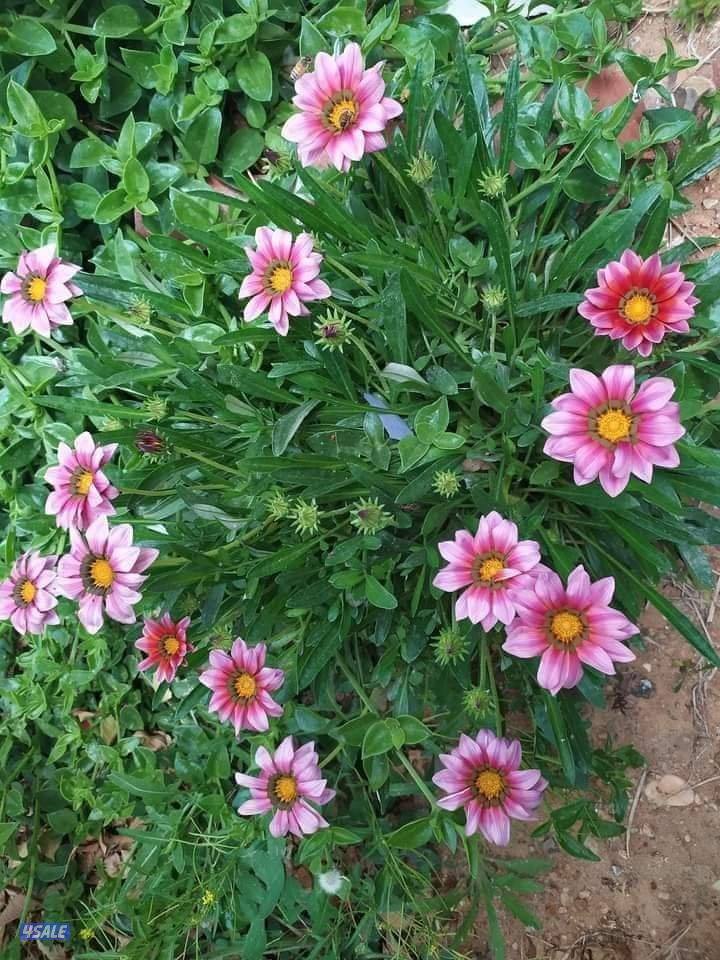 تنسيق الحدايق ابوعلي6