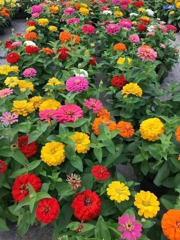 تنسيق الحدايق ابوعلي7