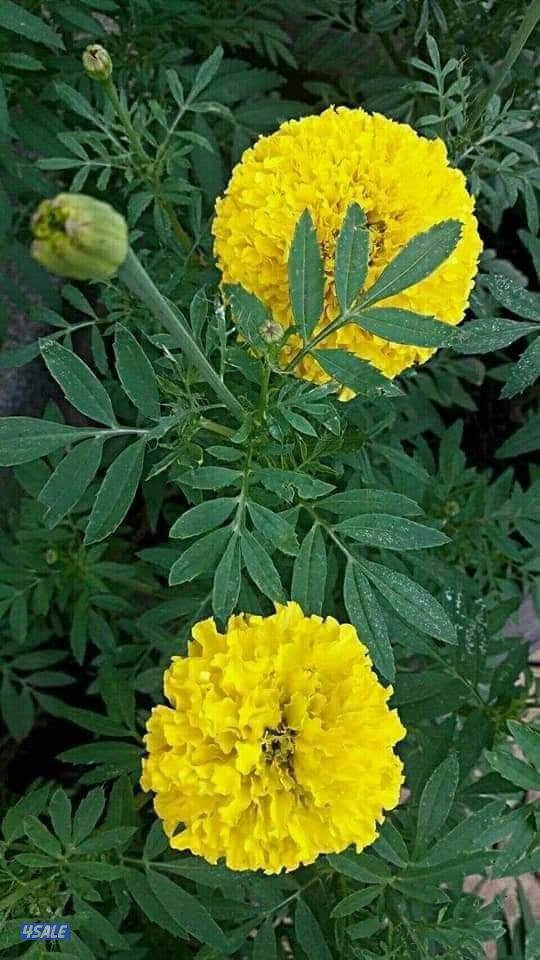 تنسيق الحدايق ابوعلي9