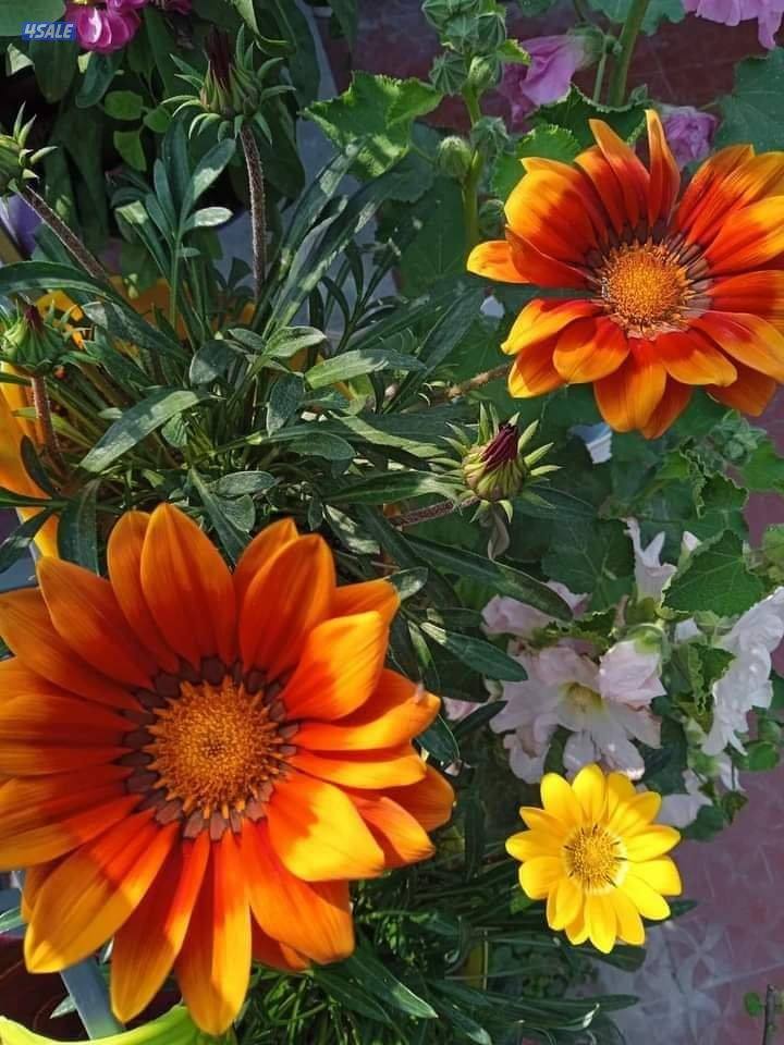 تنسيق الحدايق ابوعلي10