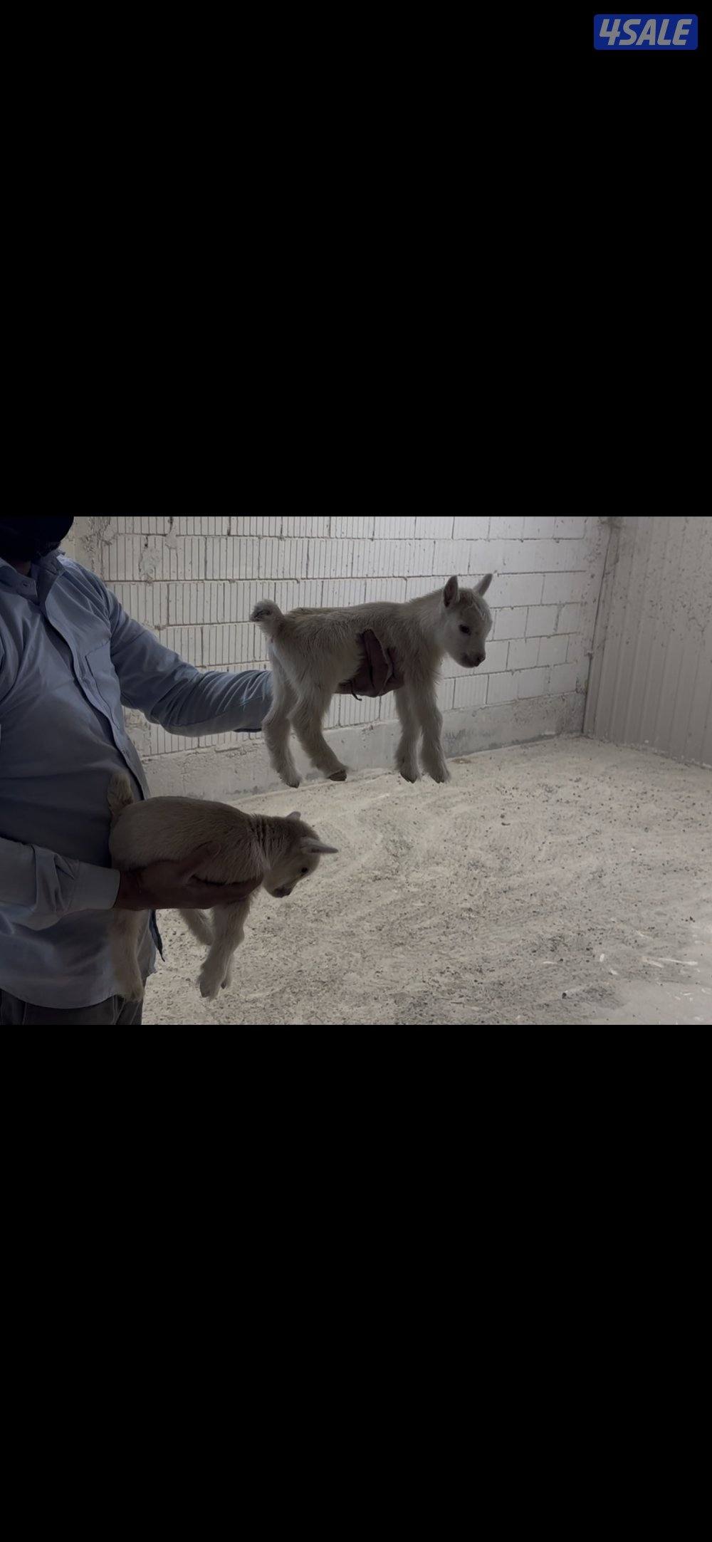 تيس جيكي للجهال + بربريات صغار1