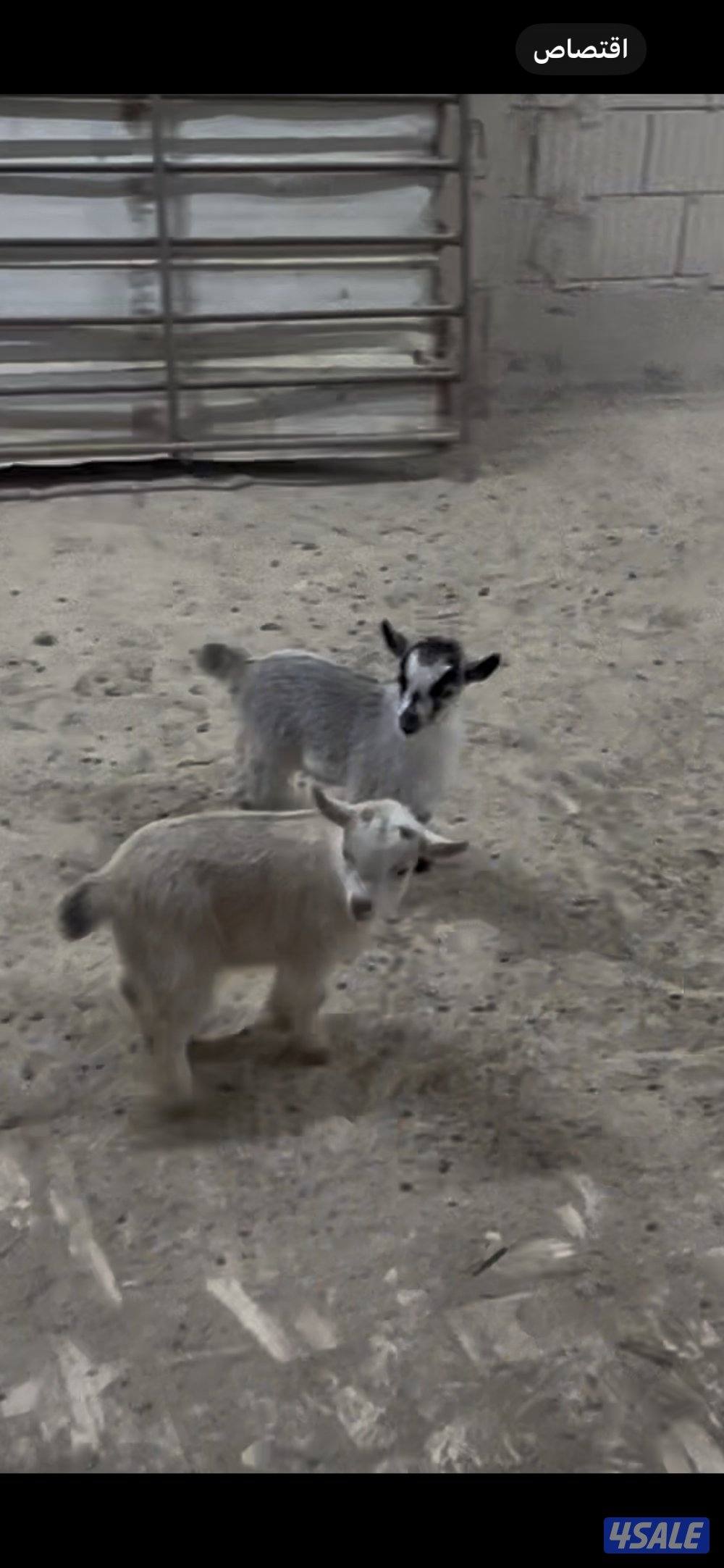 تيس جيكي للجهال + بربريات صغار2