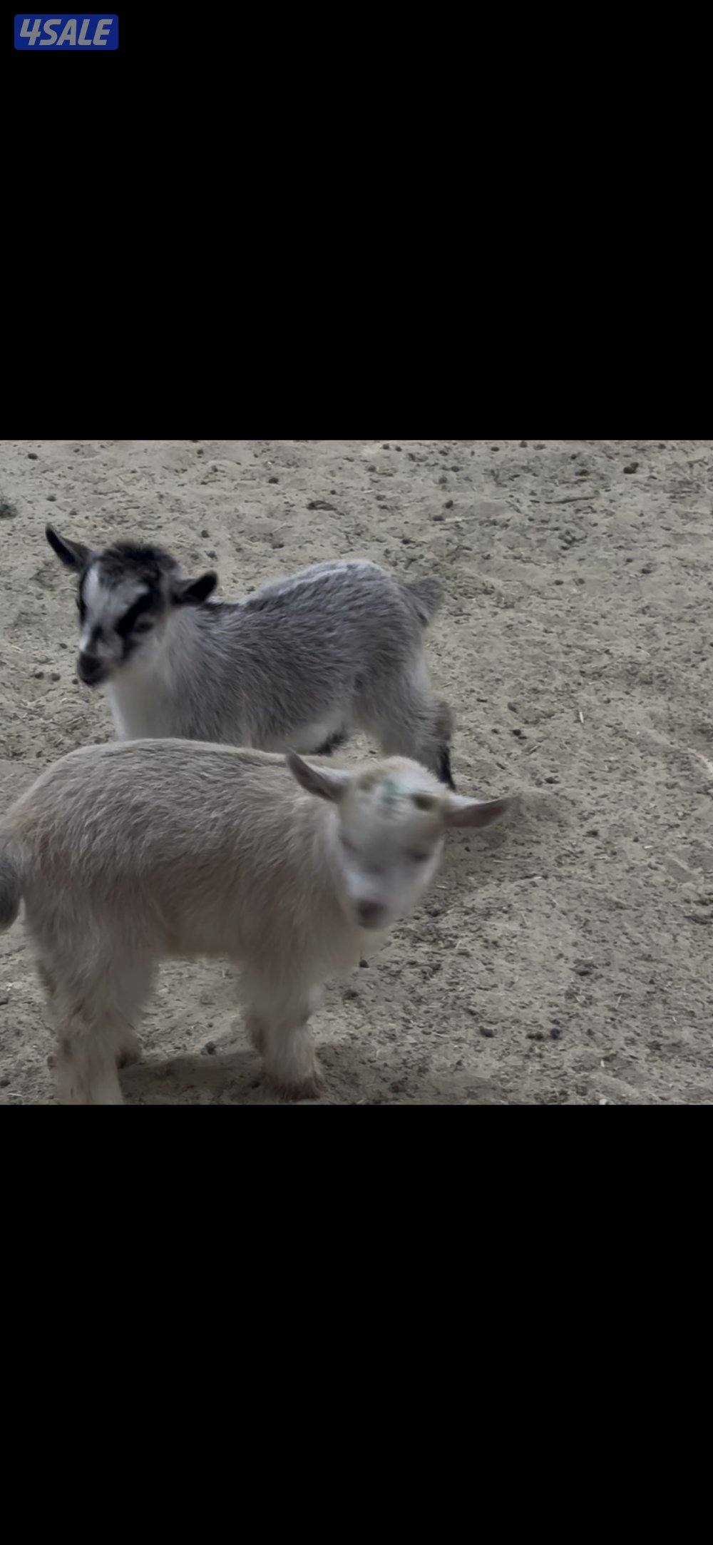 تيس جيكي للجهال + بربريات صغار3