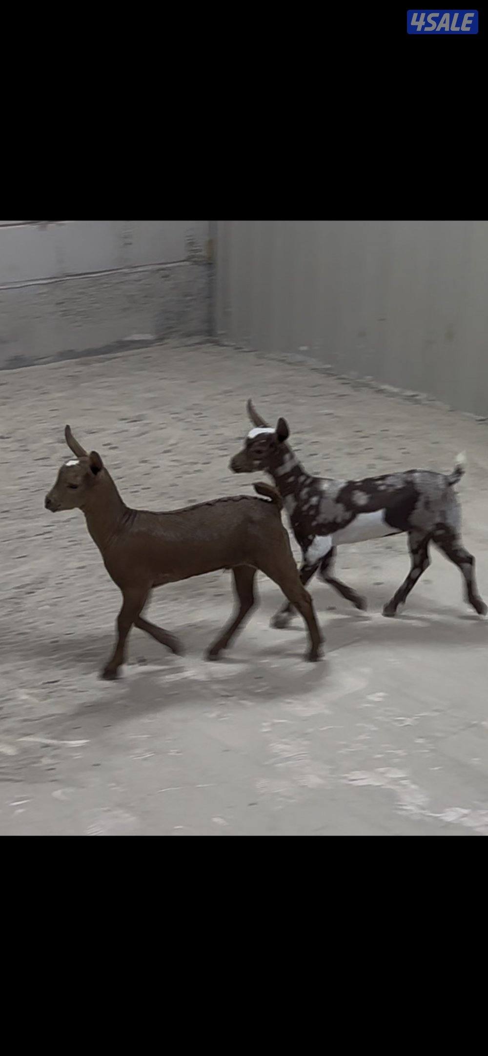 تيس جيكي للجهال + بربريات صغار4