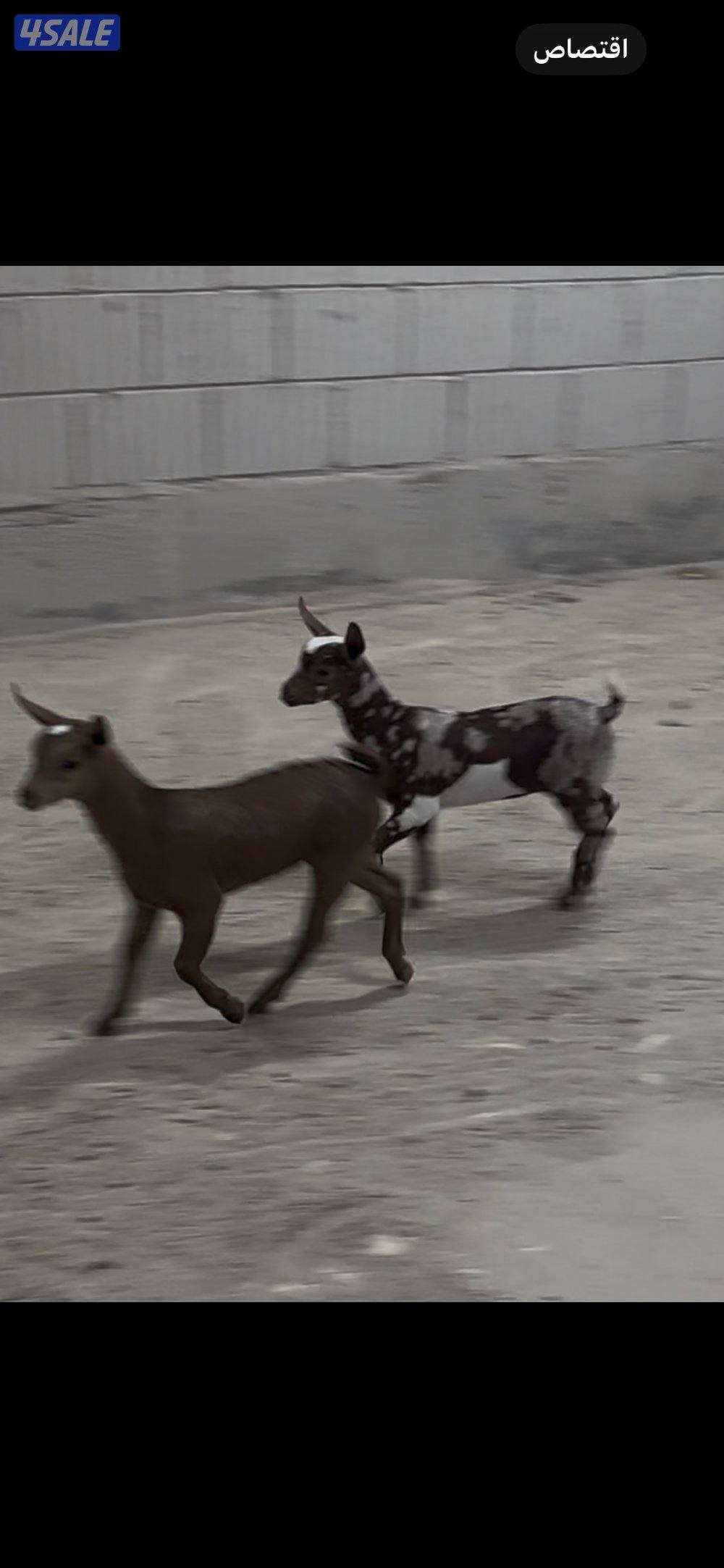 تيس جيكي للجهال + بربريات صغار5