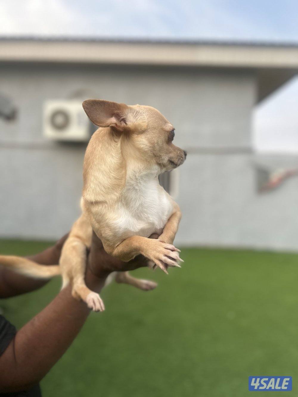 للبيع جيواو احجام صغيره نثيه وذكر بيعه سريعه والله مو سعرهم1