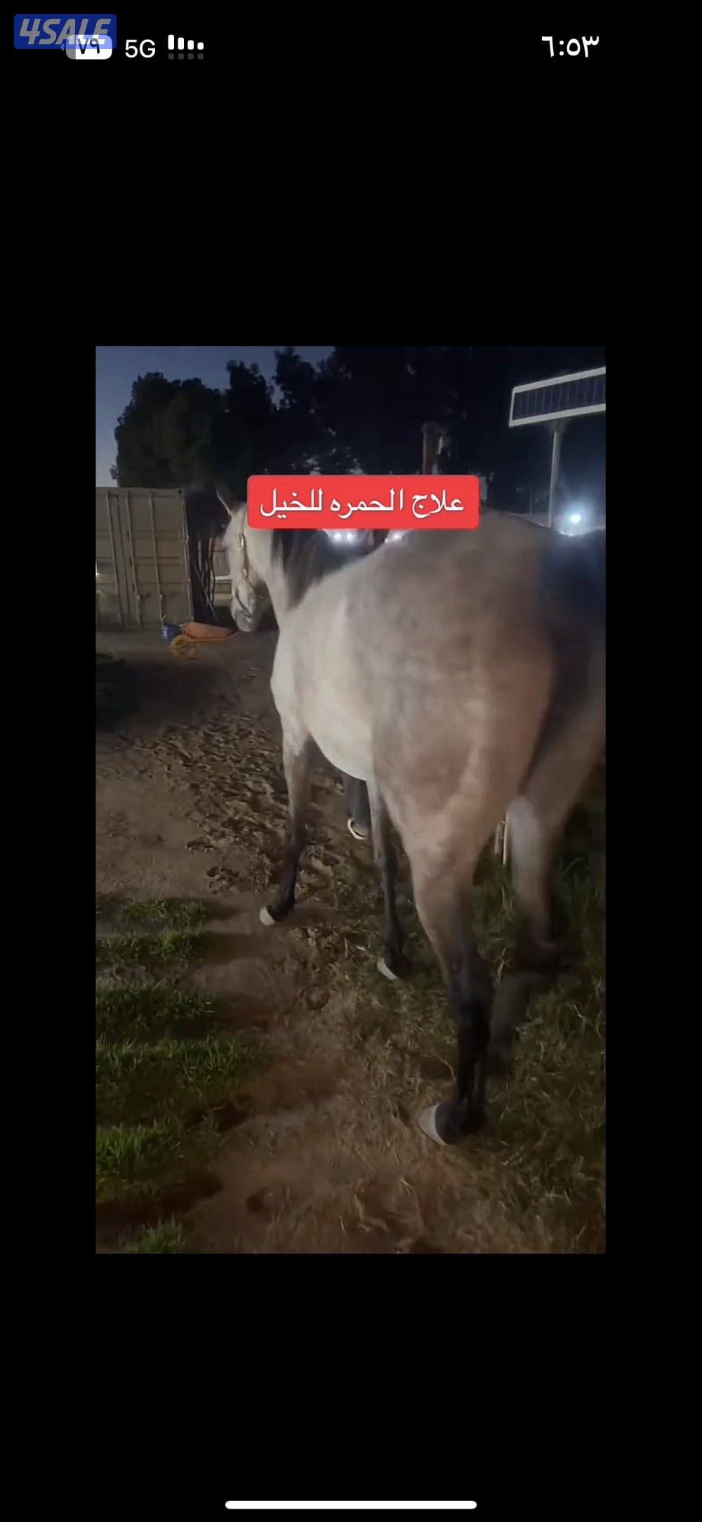 للبيع فرس بلديه0