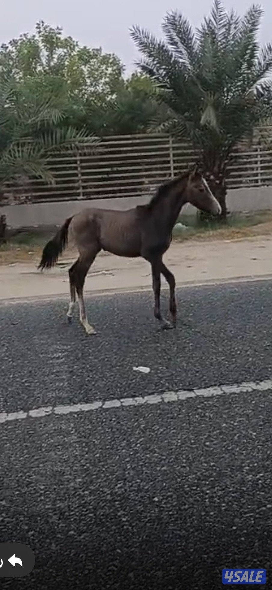 للبيع فرس بلديه1