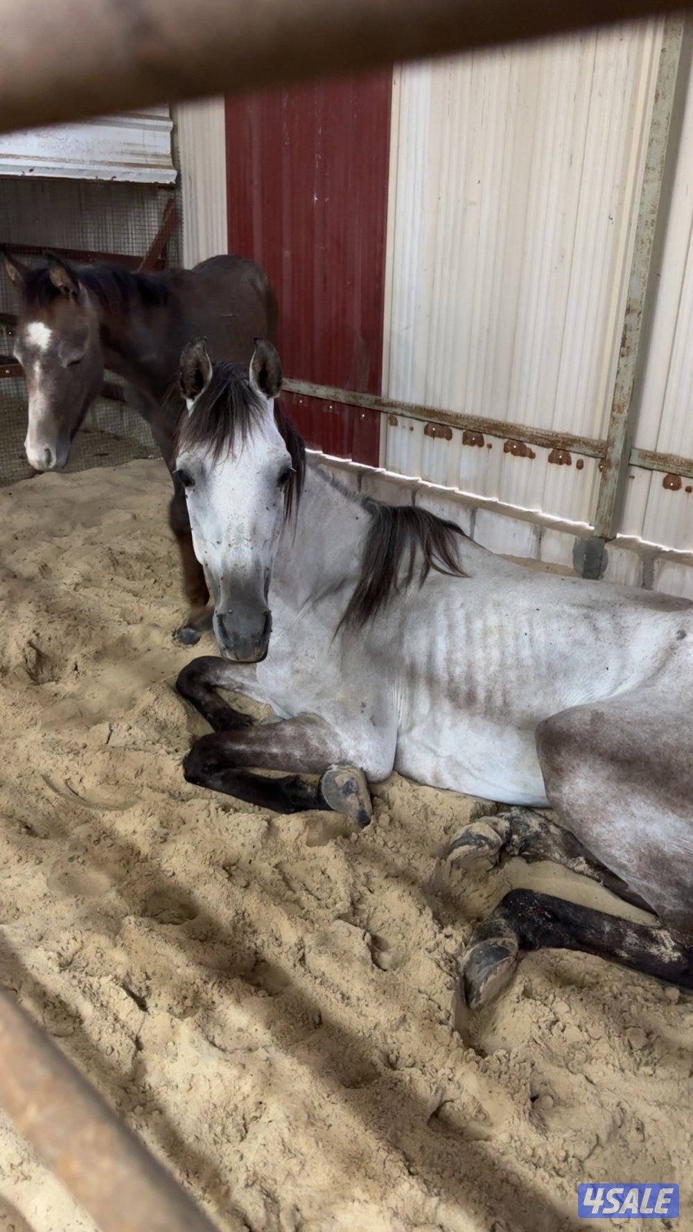 للبيع فرس بلديه2