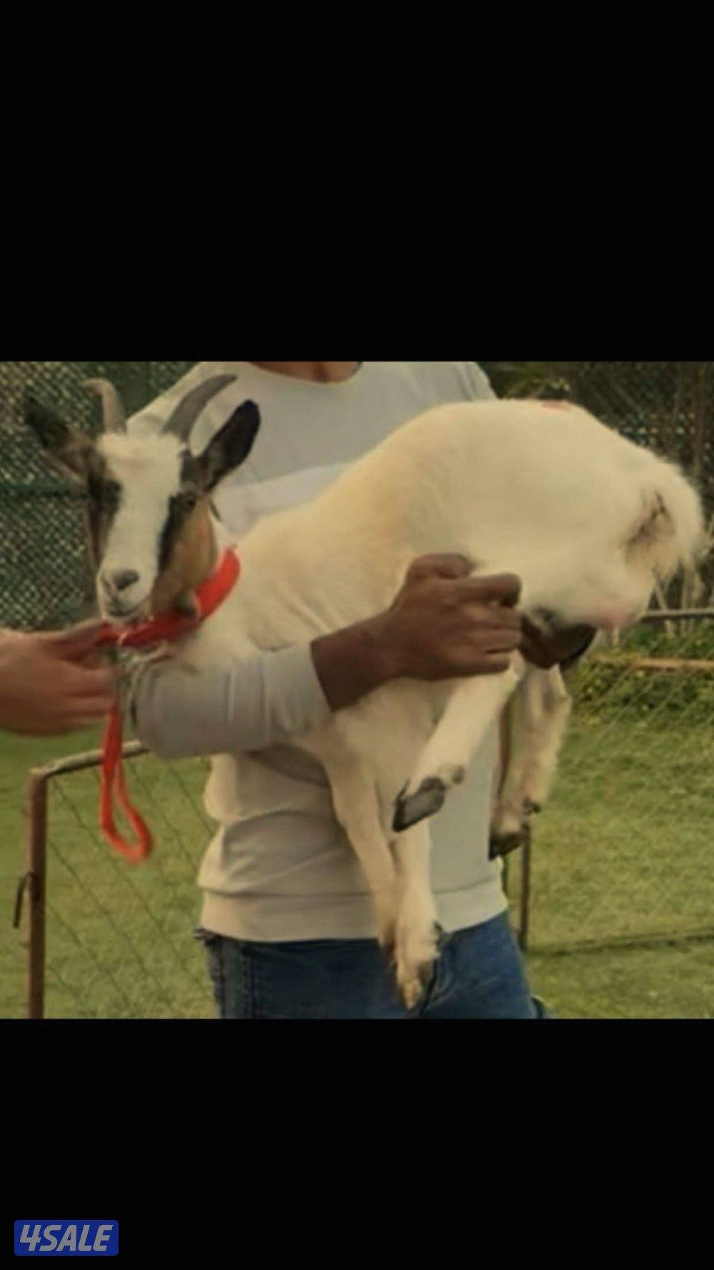 للبيع ماعز جيكي ذكر ونثيه وبنتهم1