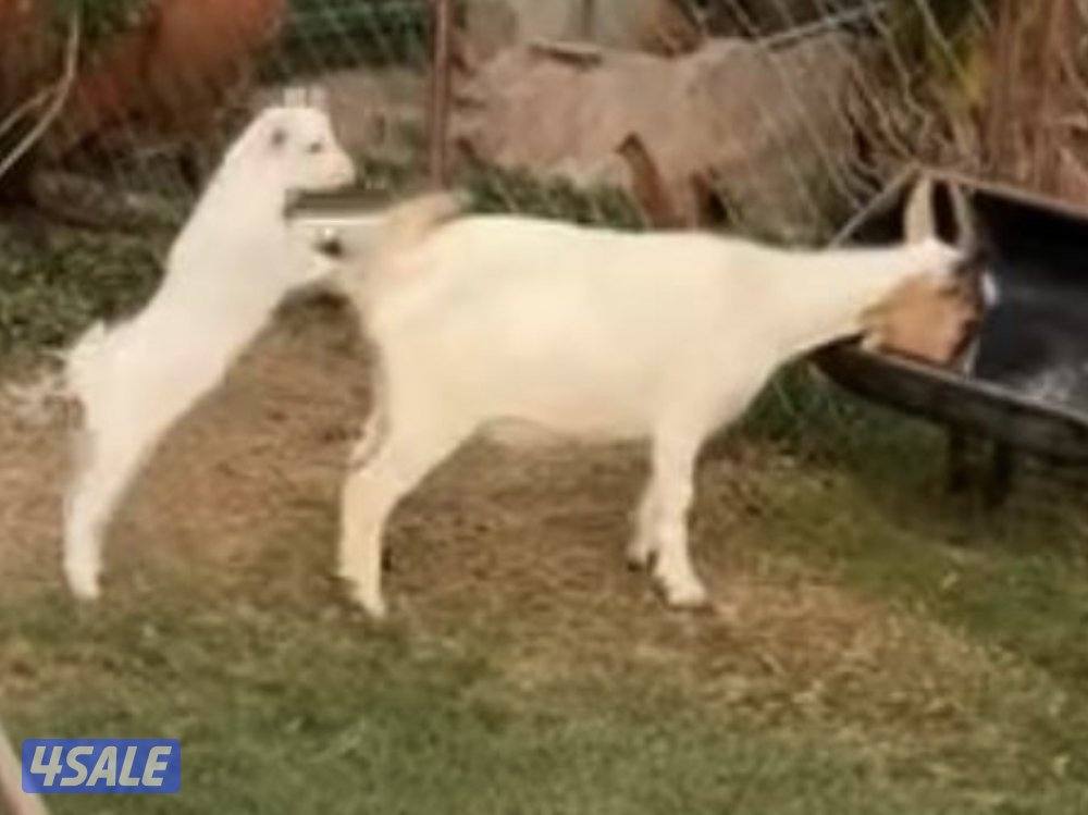 للبيع ماعز جيكي ذكر ونثيه وبنتهم2