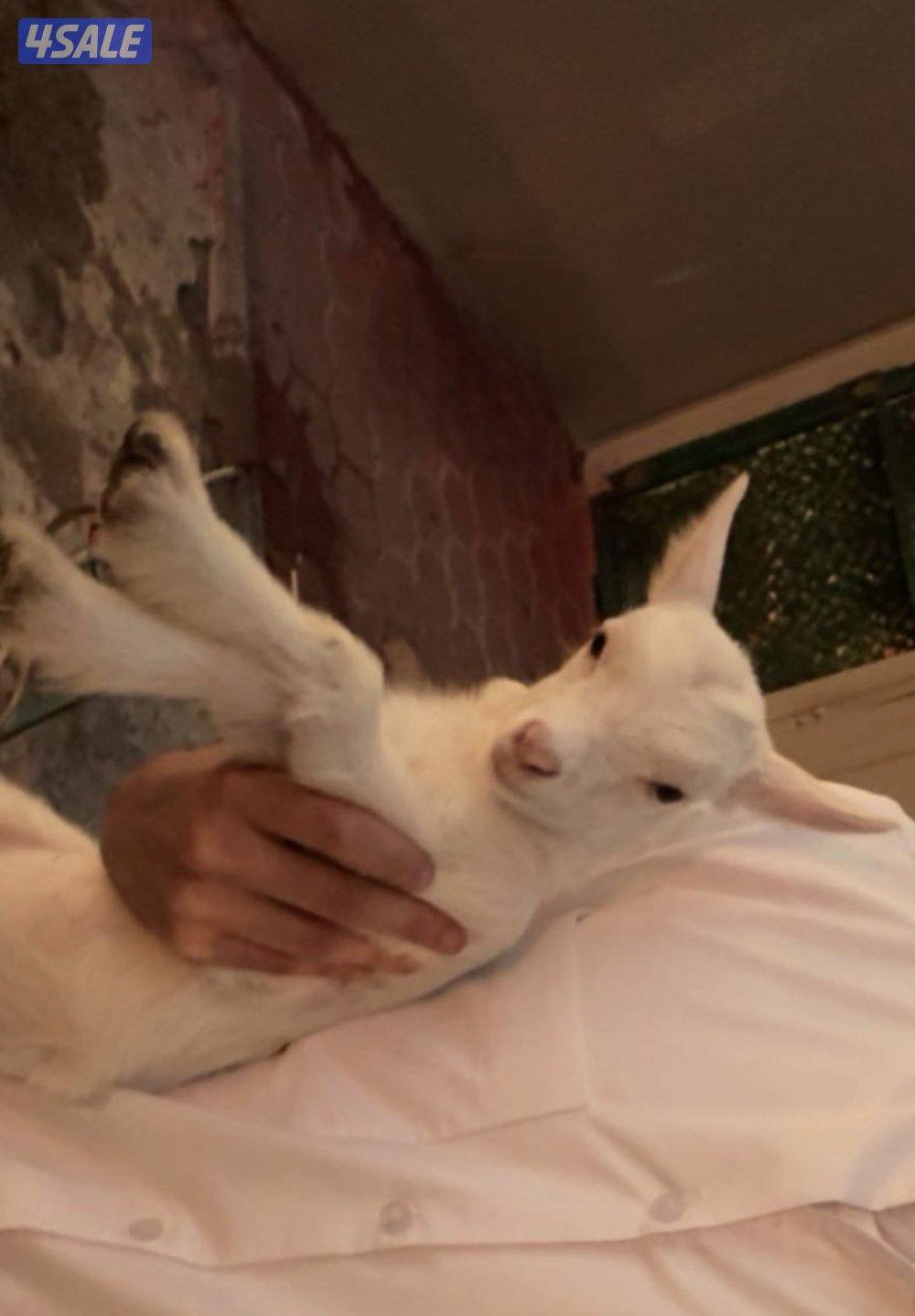 للبيع ماعز جيكي ذكر ونثيه وبنتهم3