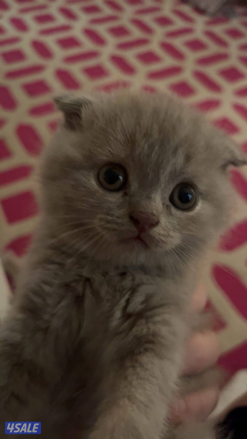 كتن سكوتش فولد1