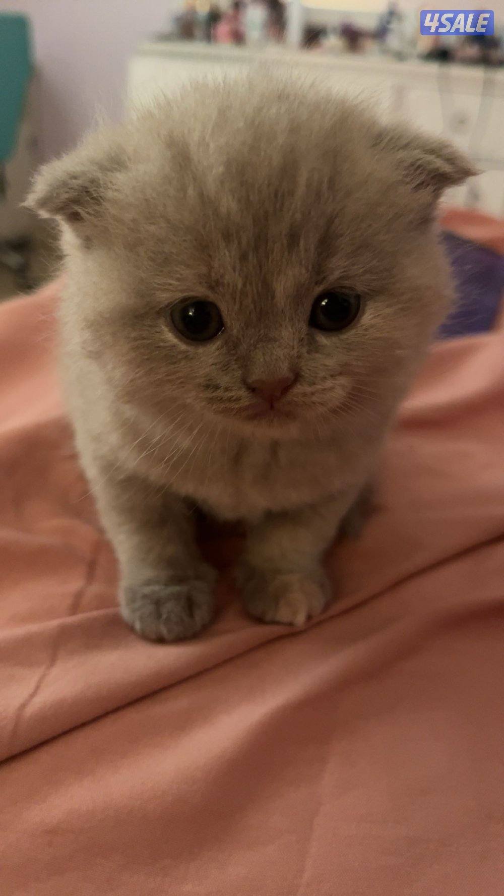 كتن سكوتش فولد2