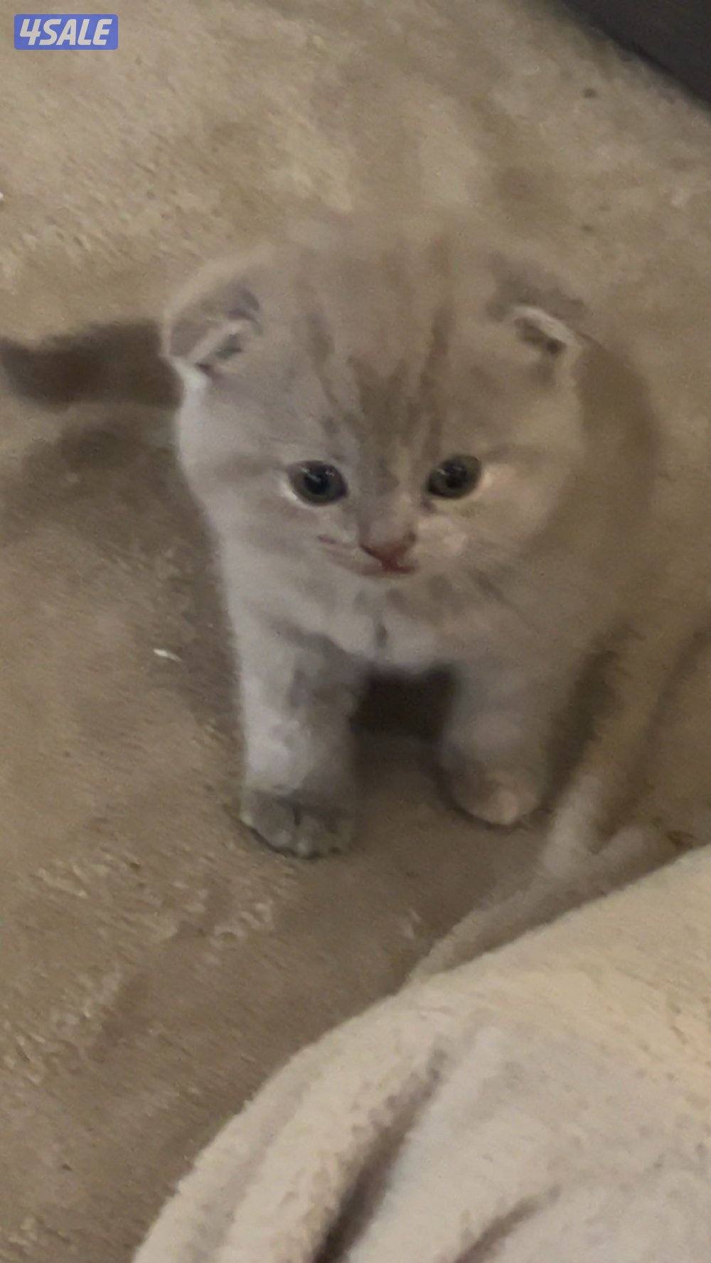 كتن سكوتش فولد3