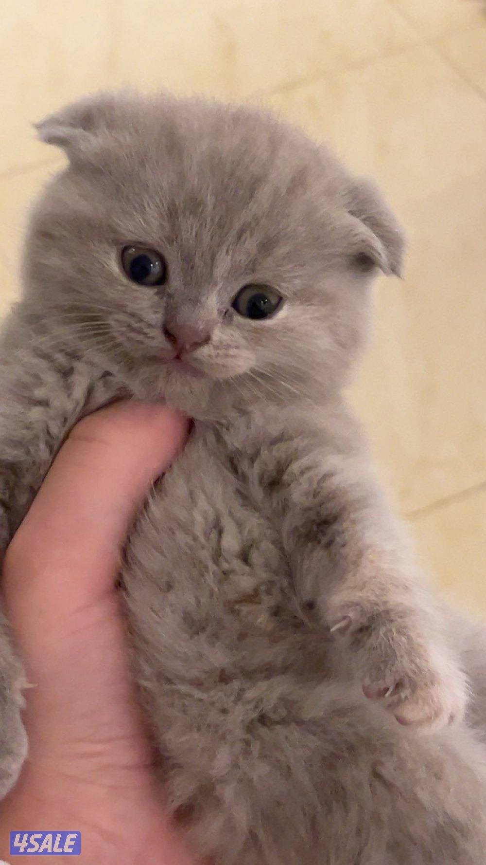 كتن سكوتش فولد4