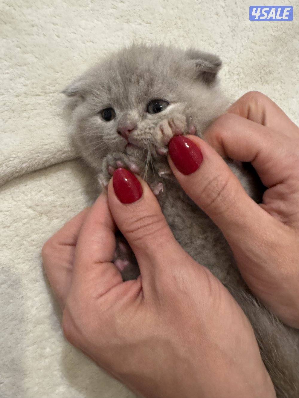 كتن سكوتش فولد5