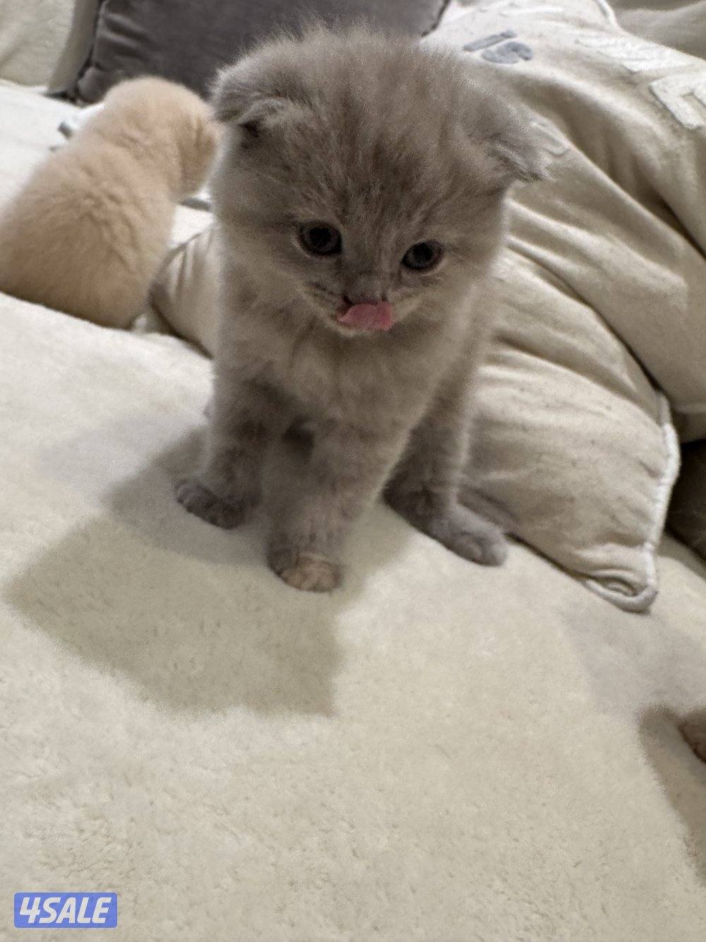 كتن سكوتش فولد6