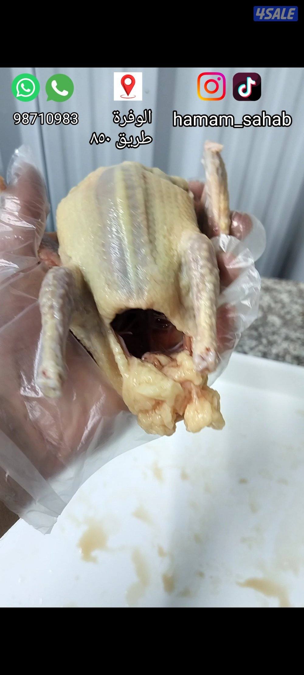 زغاليل زاجل مع الذبح والتنضيف0