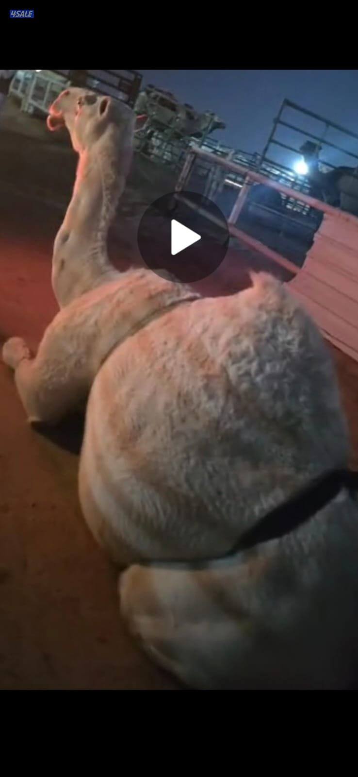 للبيع خلفه وضحه مزيونه تحت بكره هاديه1