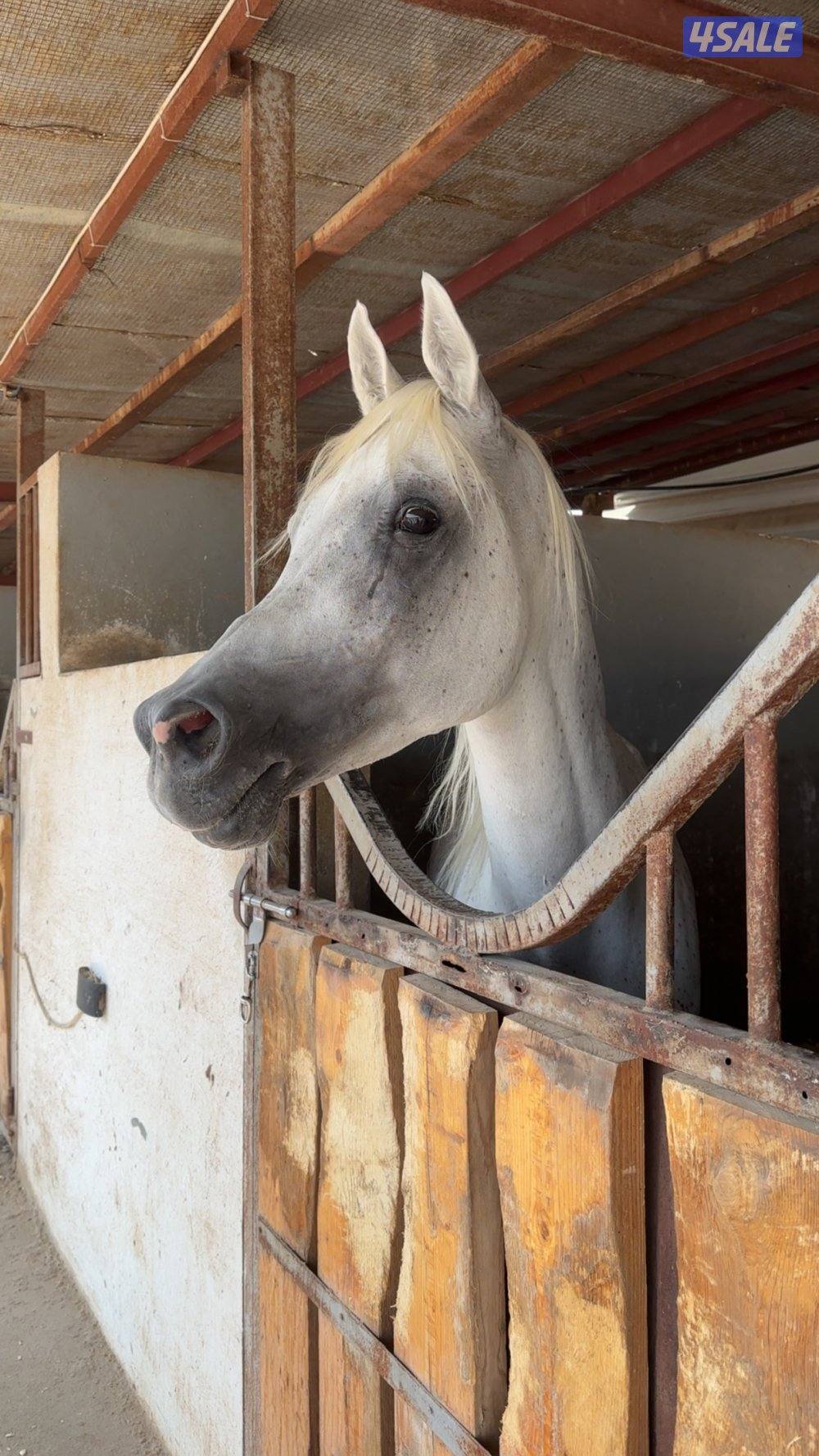 خيل بلدي شيخخ0