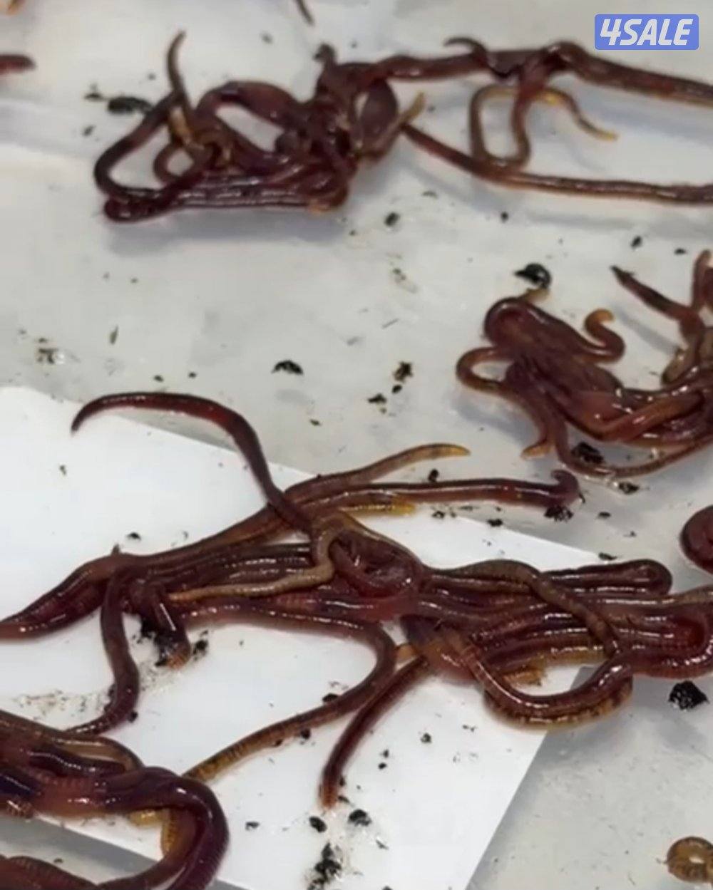 دود الارض الريد ويجلر0