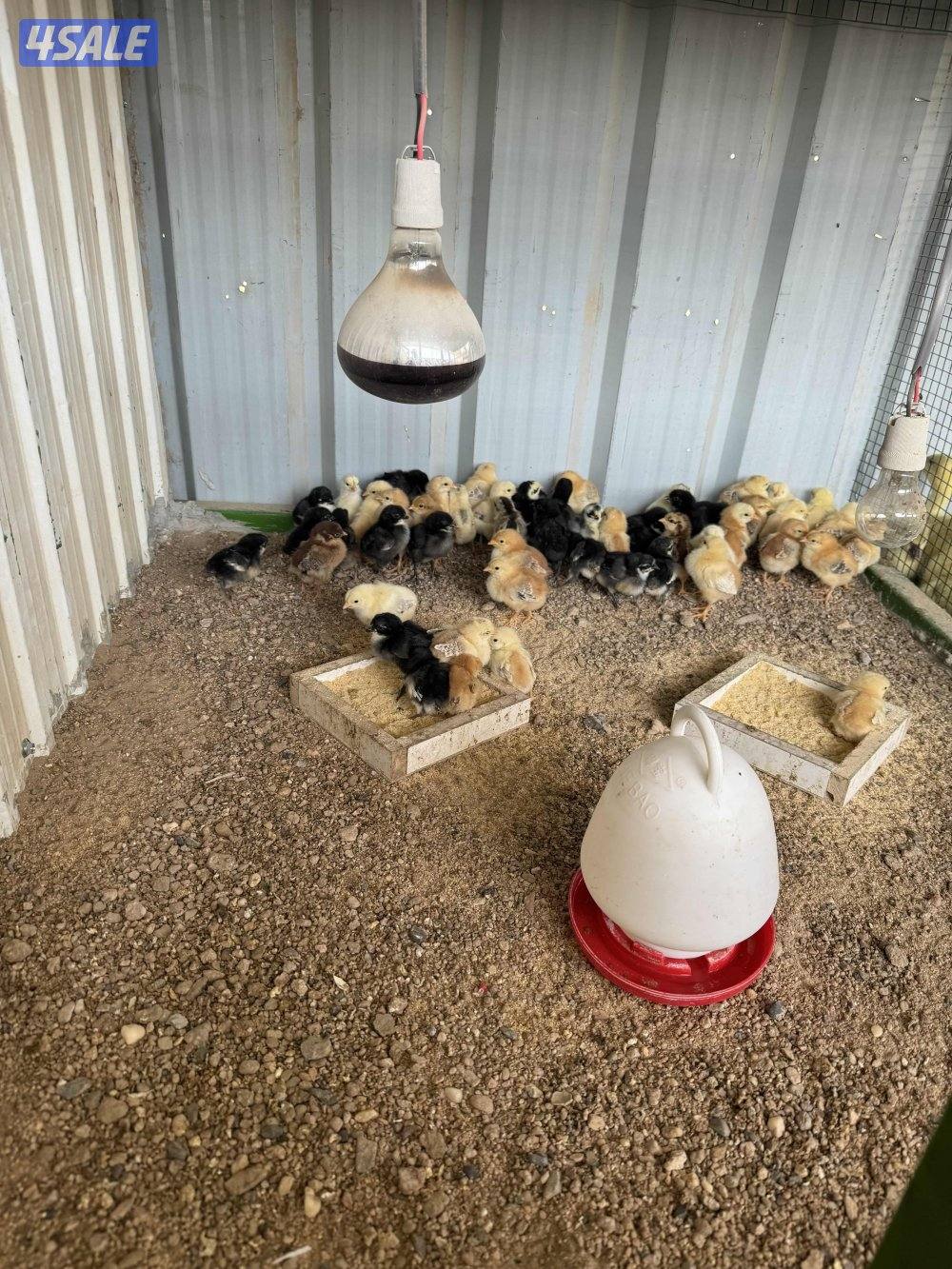 للبيع فروخ دجاج و وز وفري0