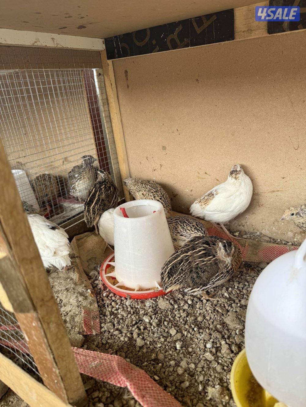 للبيع فروخ دجاج و وز وفري1