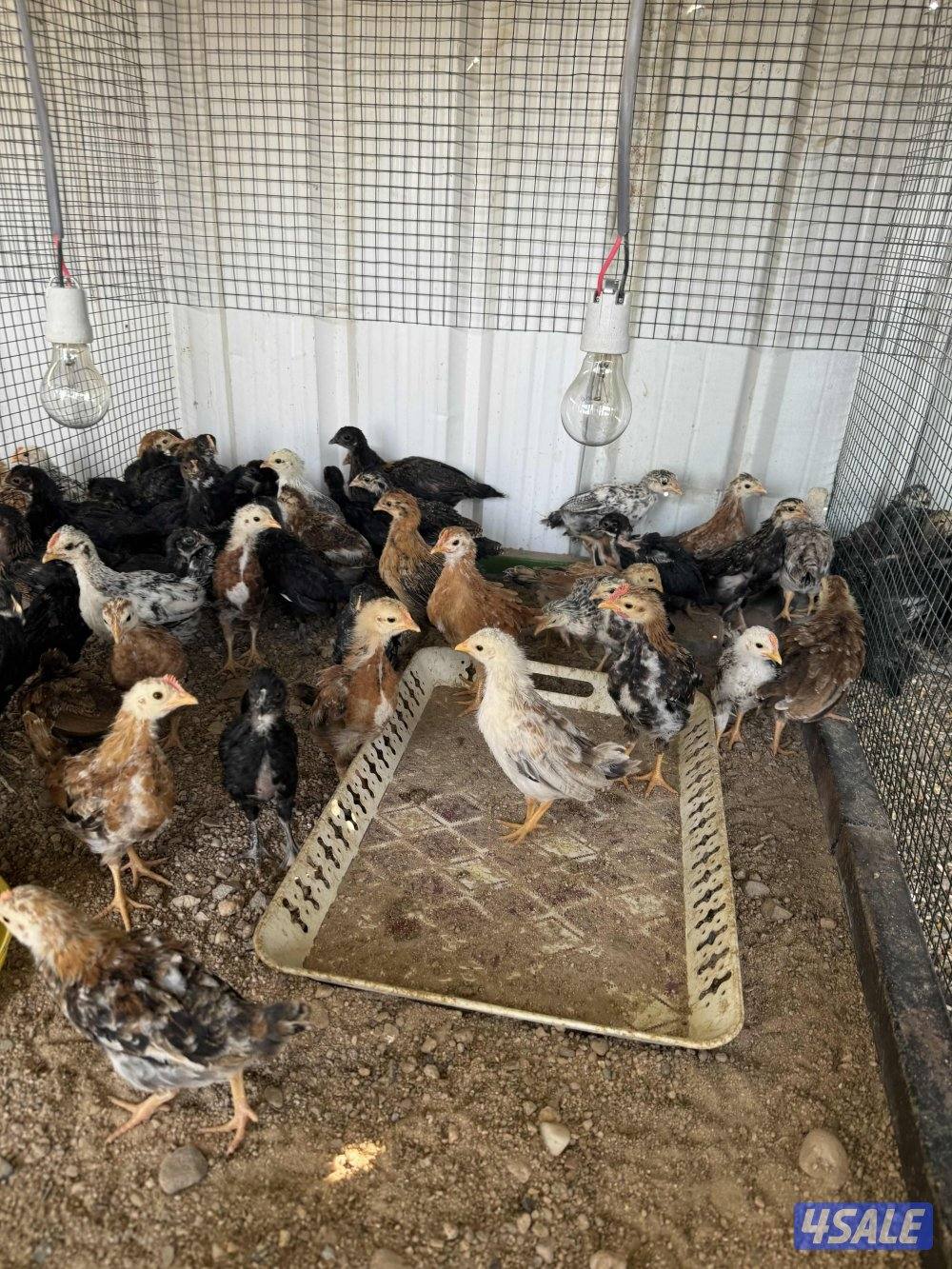 للبيع فروخ دجاج و وز وفري2