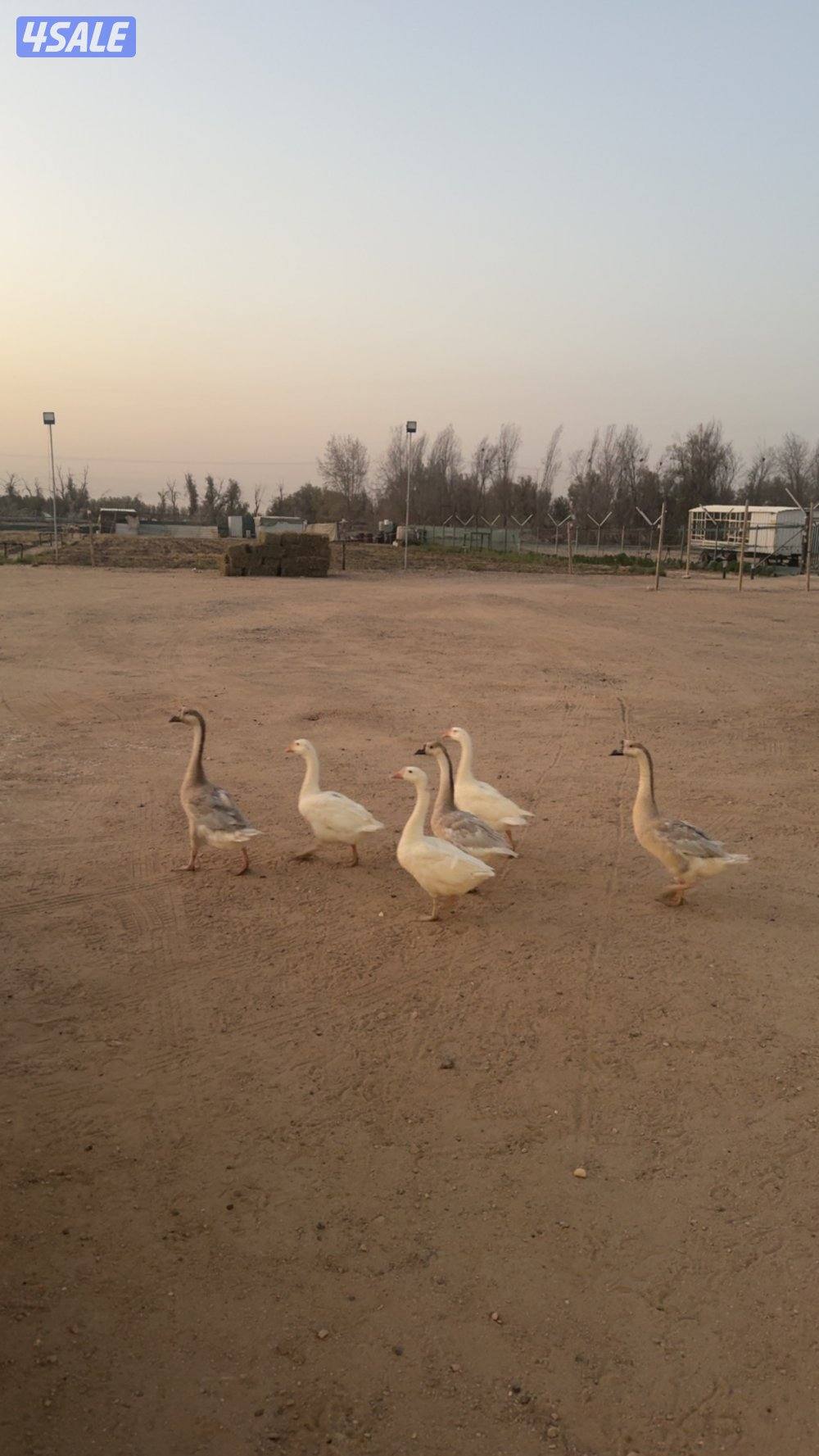 للبيع فروخ دجاج و وز وفري3