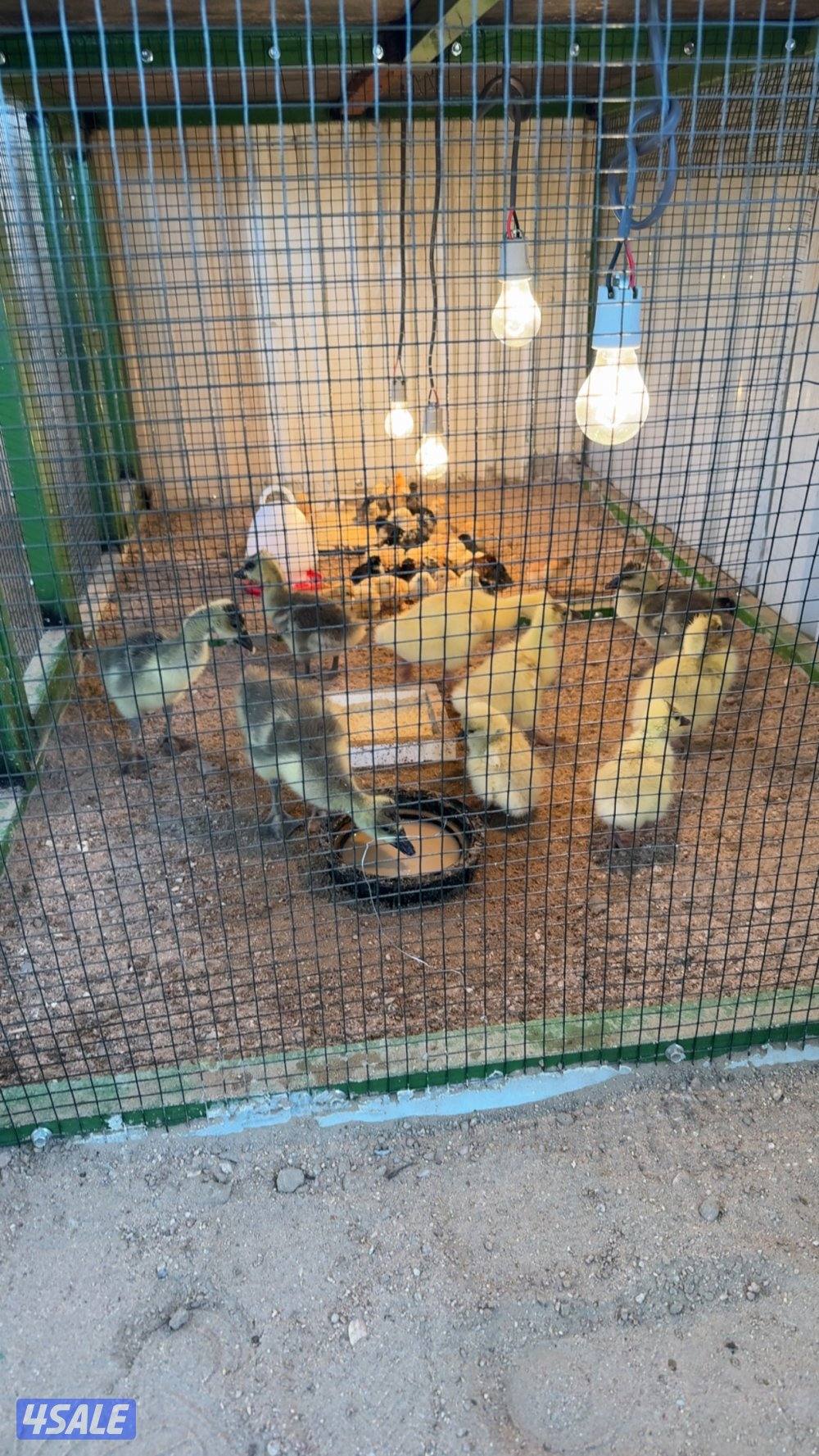 للبيع فروخ دجاج و وز وفري4