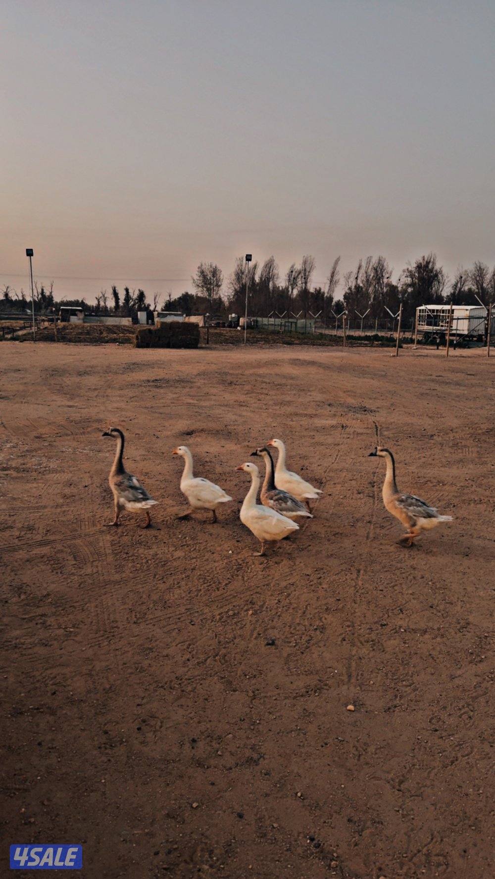 للبيع فروخ دجاج و وز وفري5