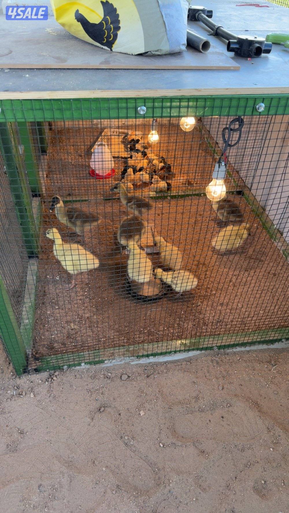 للبيع فروخ دجاج و وز وفري6