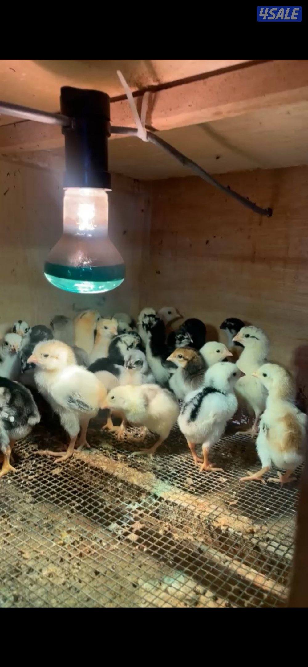 فروخ دجاج هندي0