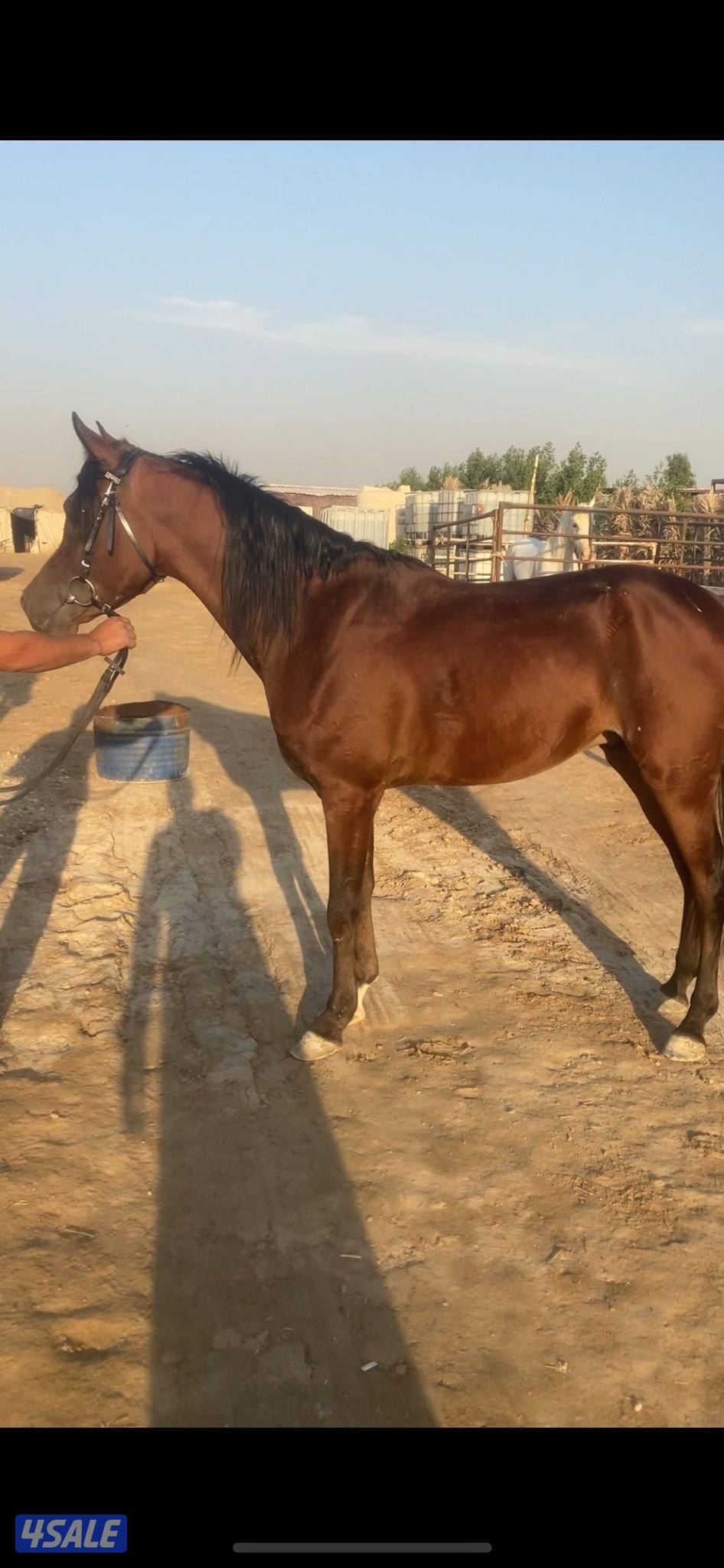 للبيع حصان العمر ٣ سنوات تقريبا0