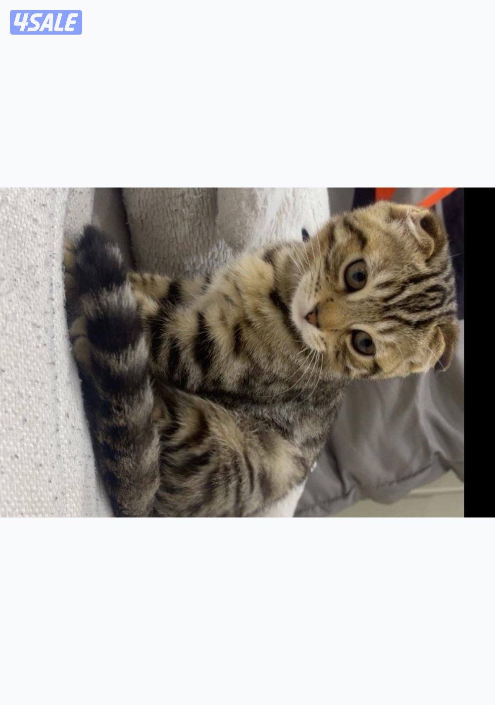 قطط للبيع مستعجل3