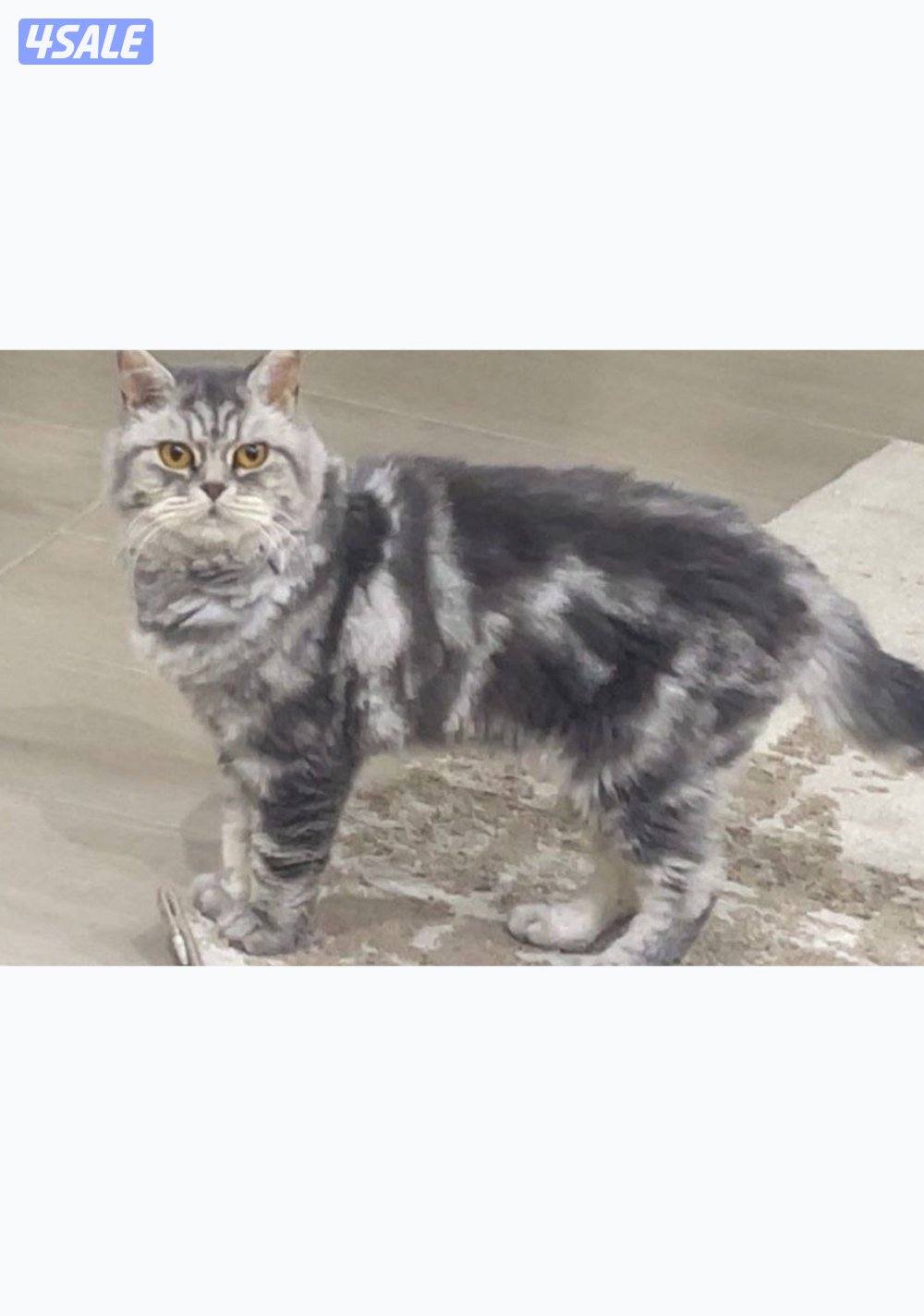 قطط للبيع مستعجل2