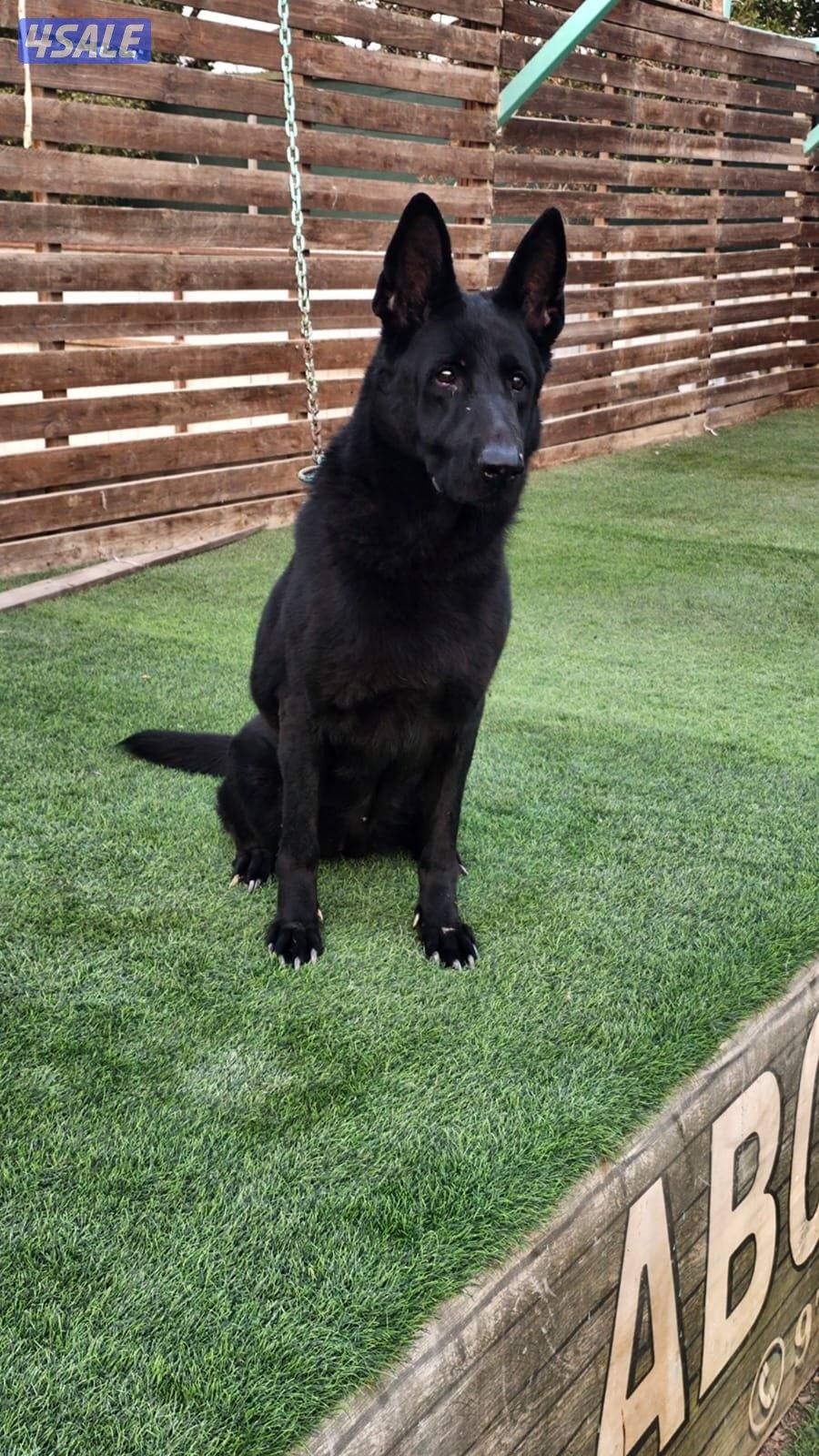 للبيع نثيه سولد بلاك العمر ٨ سنوات مدربه طاعه1