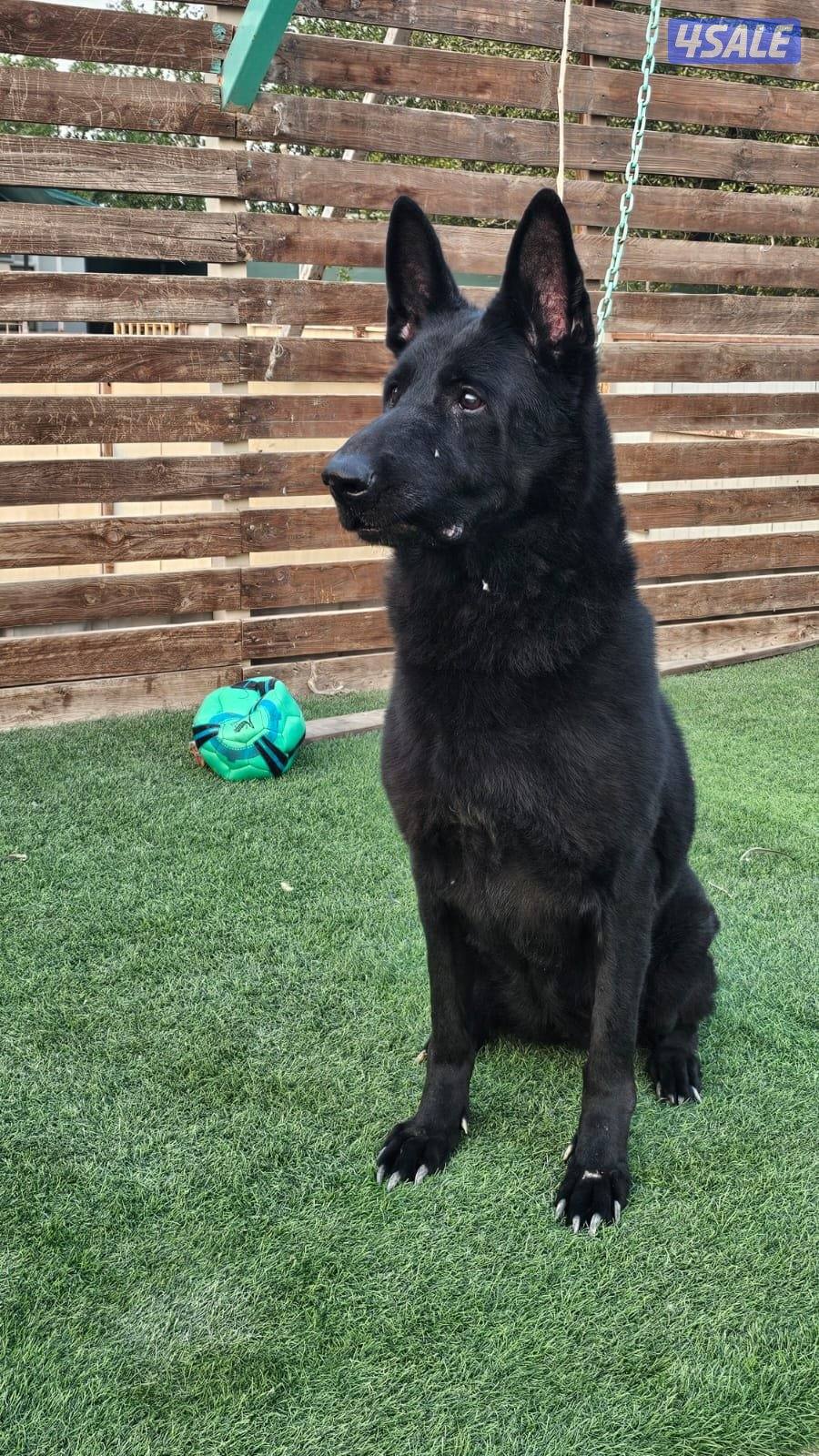للبيع نثيه سولد بلاك العمر ٨ سنوات مدربه طاعه2