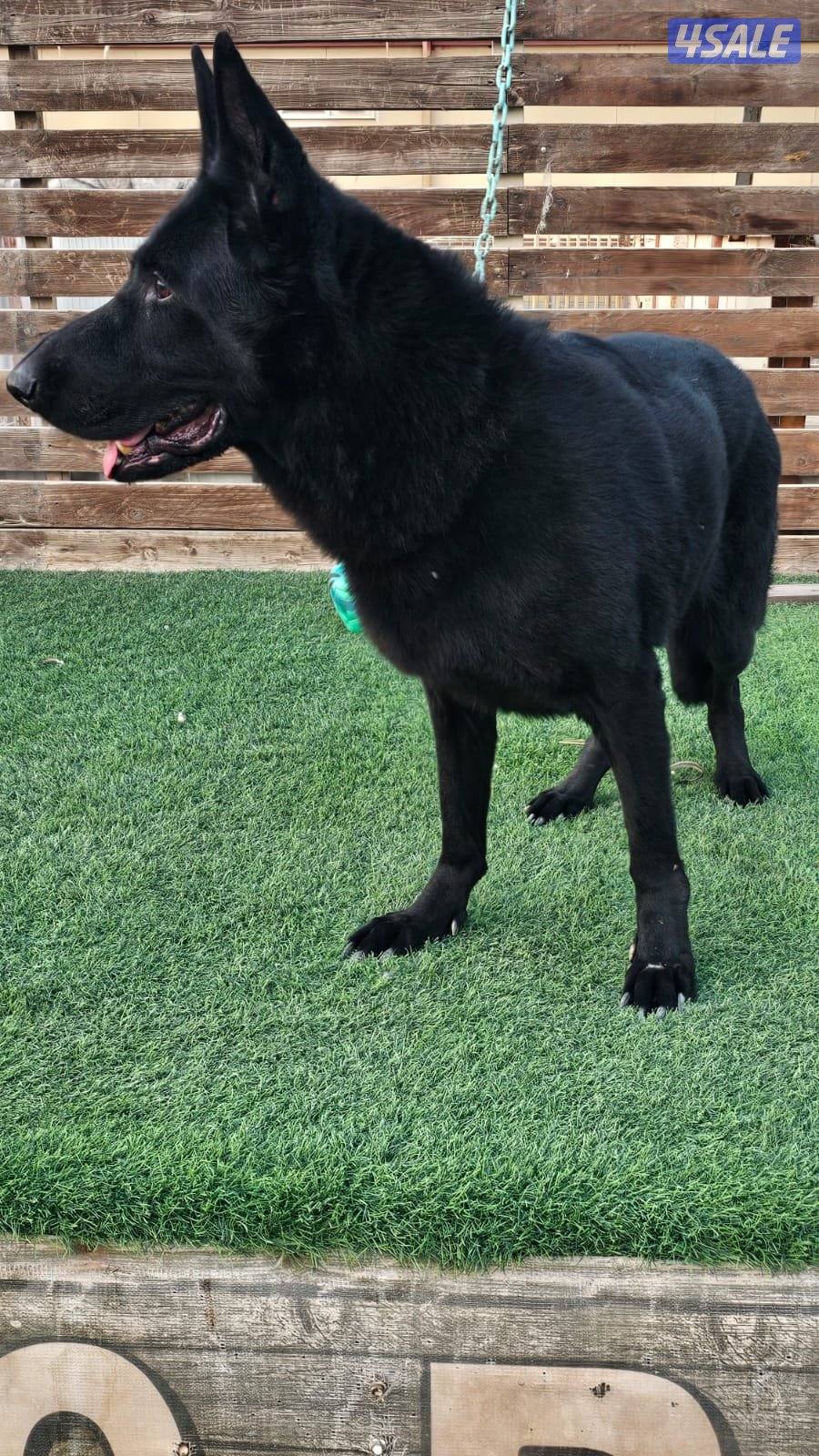 للبيع نثيه سولد بلاك العمر ٨ سنوات مدربه طاعه3