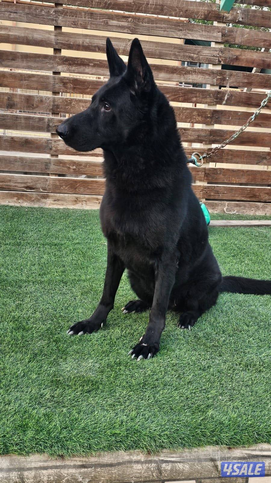 للبيع نثيه سولد بلاك العمر ٨ سنوات مدربه طاعه4